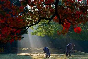 冬季跟团去日本旅游，日式温泉，长沙直飞日本本州双飞7日游