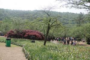 杭州宋城、上海迪士尼小镇、西湖、西溪湿地、乌镇双飞3日游