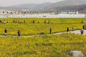 婺源天气，婺源旅游攻略，长沙婺源3日游 婺源油菜花什么时候开