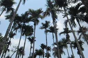 石家庄到海南三亚旅游推荐双飞六日游