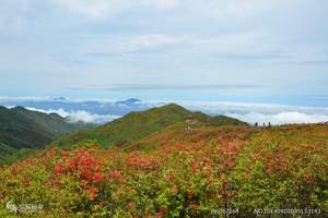 大围山杜鹃花什么时候，大围山杜鹃花海赏花一日游（独立包团）