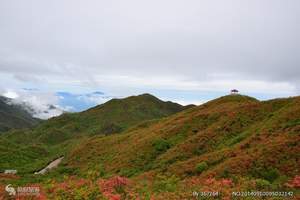 大围山一日游（七星岭景区，栗木桥景区，杜鹃花开了吗）