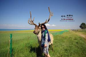 青海金牌私人导游旅游服务有哪些特色，精品旅游线路定制爆款