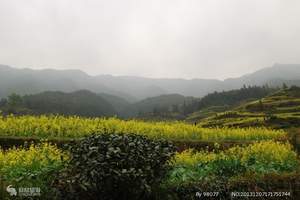 武汉到婺源旅游线路报价-婺源庐山踏青四日游