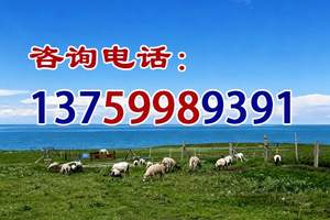 西安到青海湖茶卡盐湖日月山倒淌河动车四日游暑假避暑游0购物