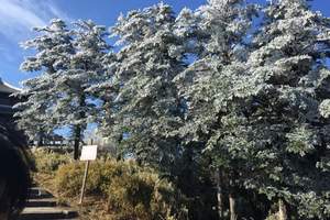 武汉到峨眉山旅游报价 12月武汉到峨眉山旅游下雪了吗 五日游